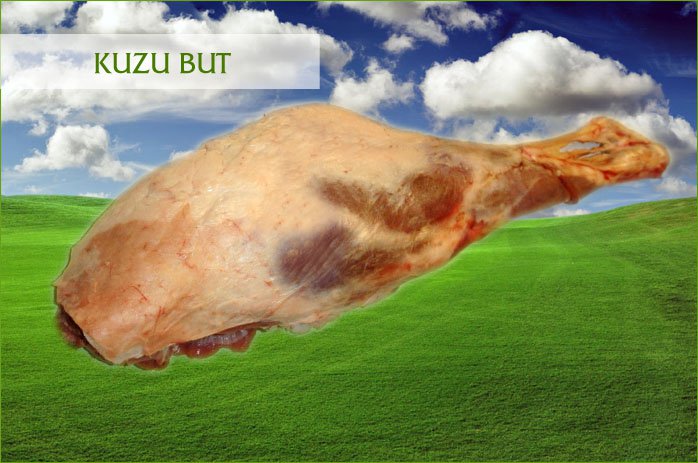 KUZU BUT